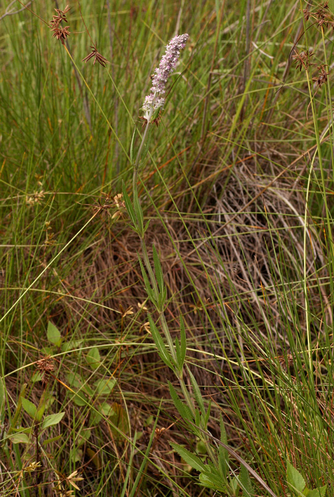 Platostoma strictum Platostoma strictum