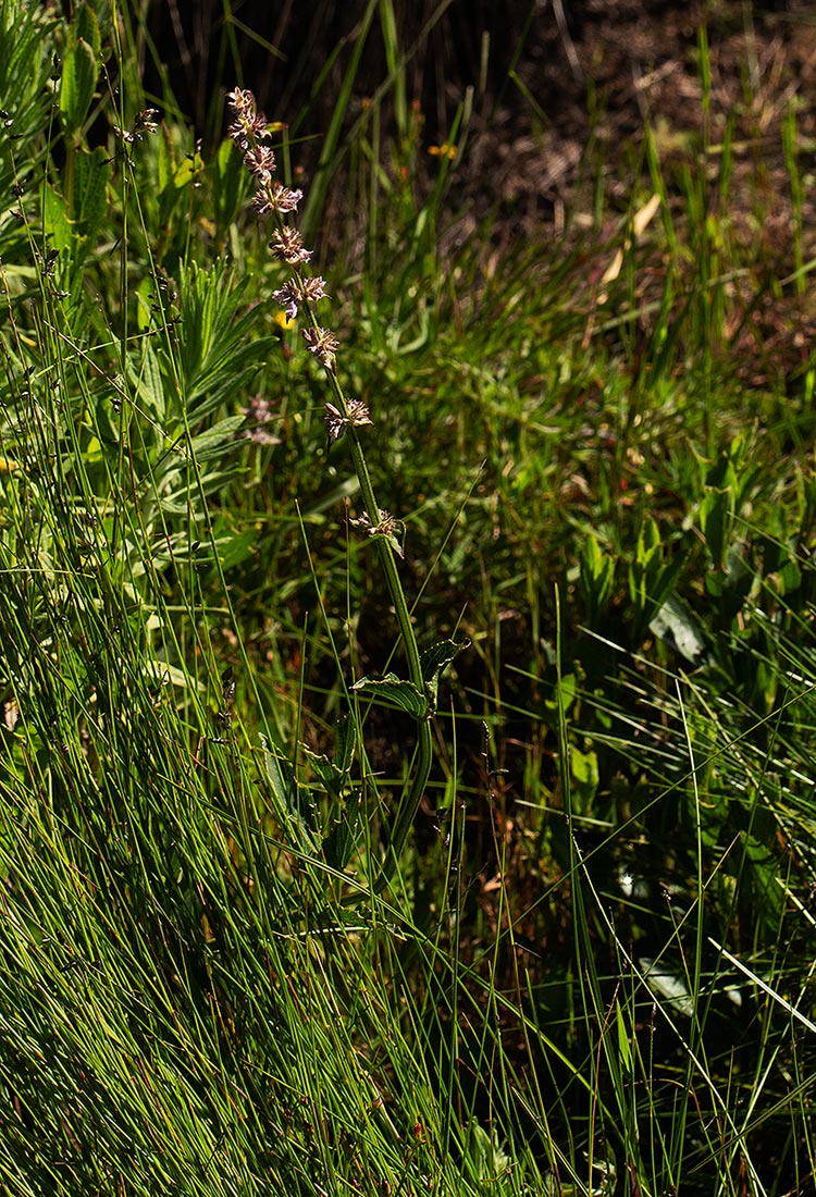 Platostoma strictum Platostoma strictum