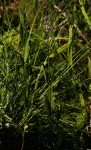 Platostoma strictum