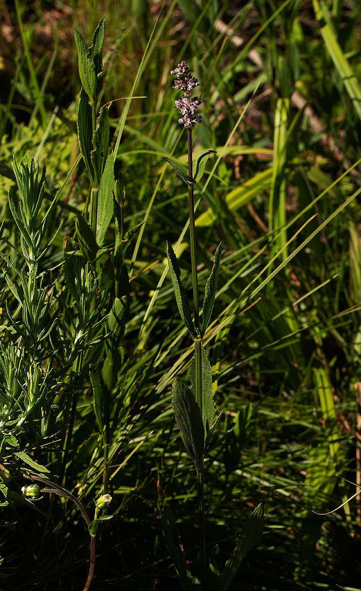 Platostoma strictum Platostoma strictum