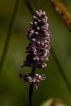 Platostoma strictum