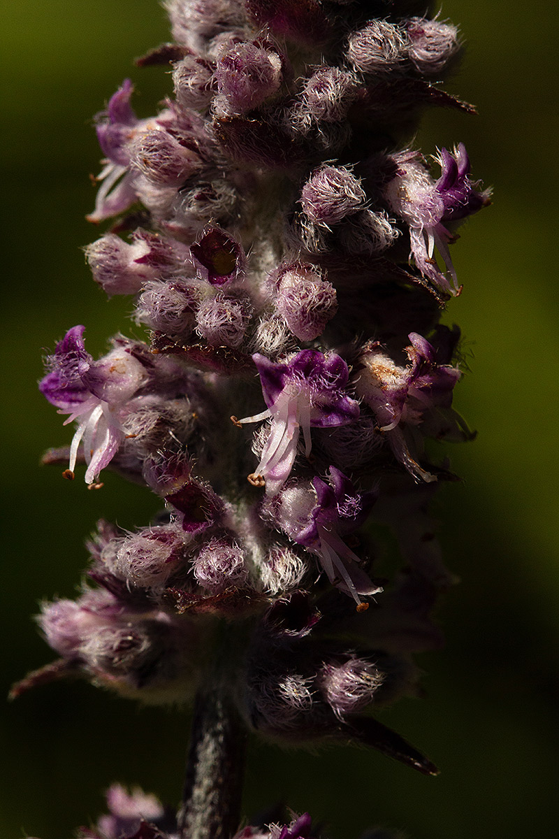 Platostoma strictum