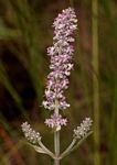 Platostoma strictum