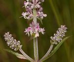Platostoma strictum