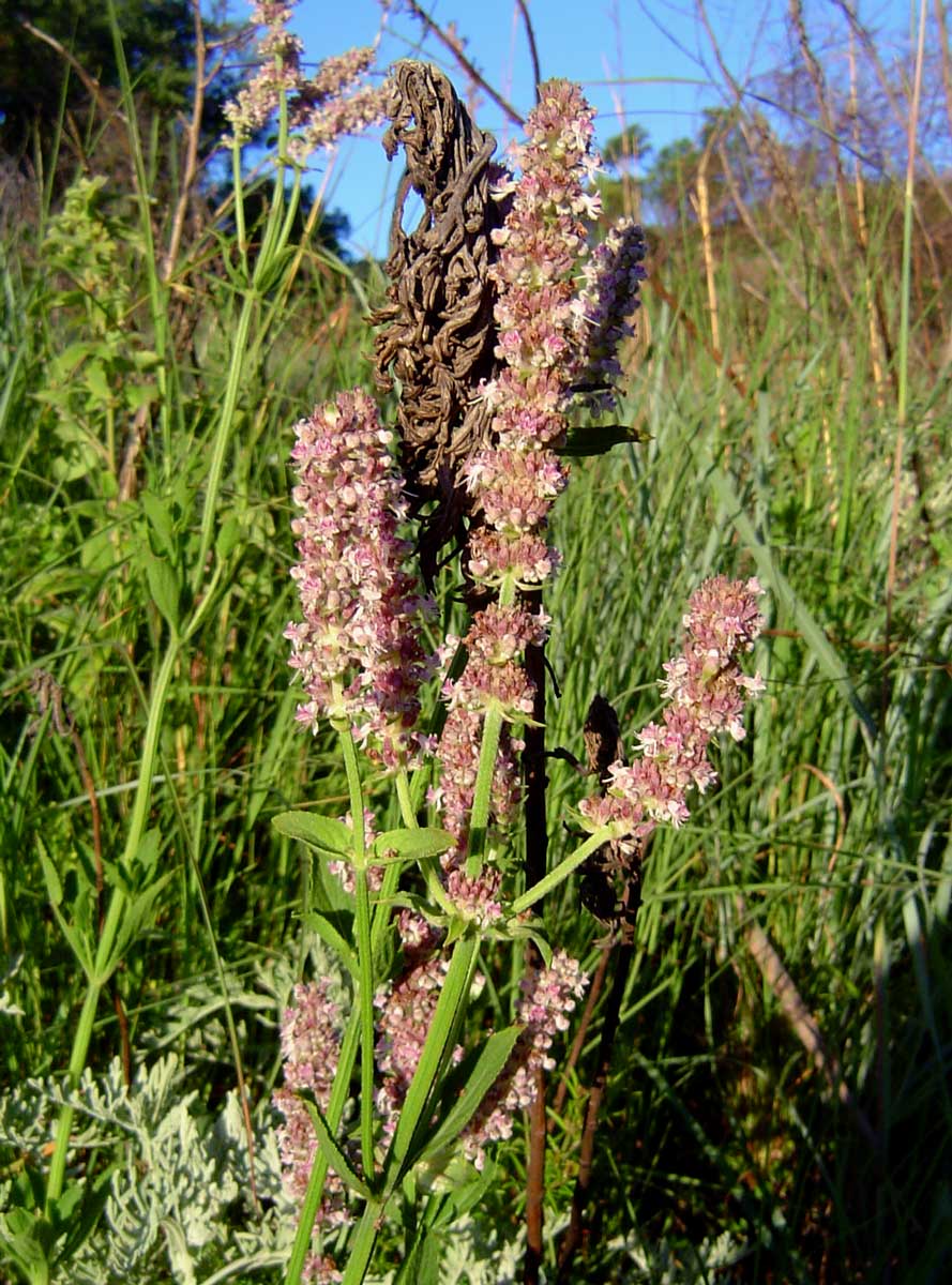 Platostoma strictum