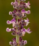 Platostoma strictum