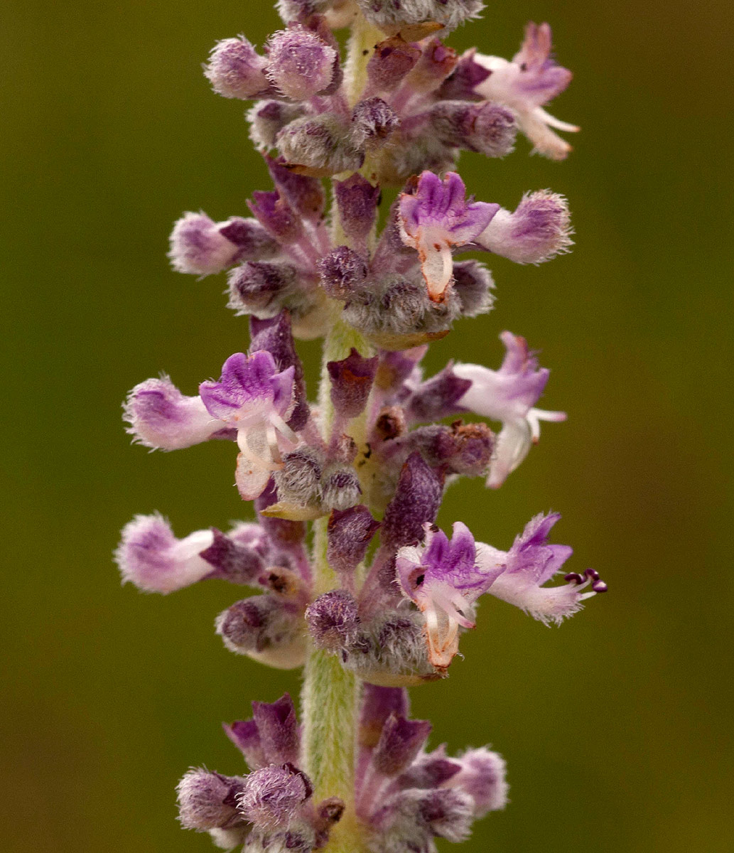 Platostoma strictum