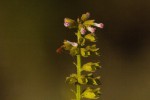 Basilicum polystachyon