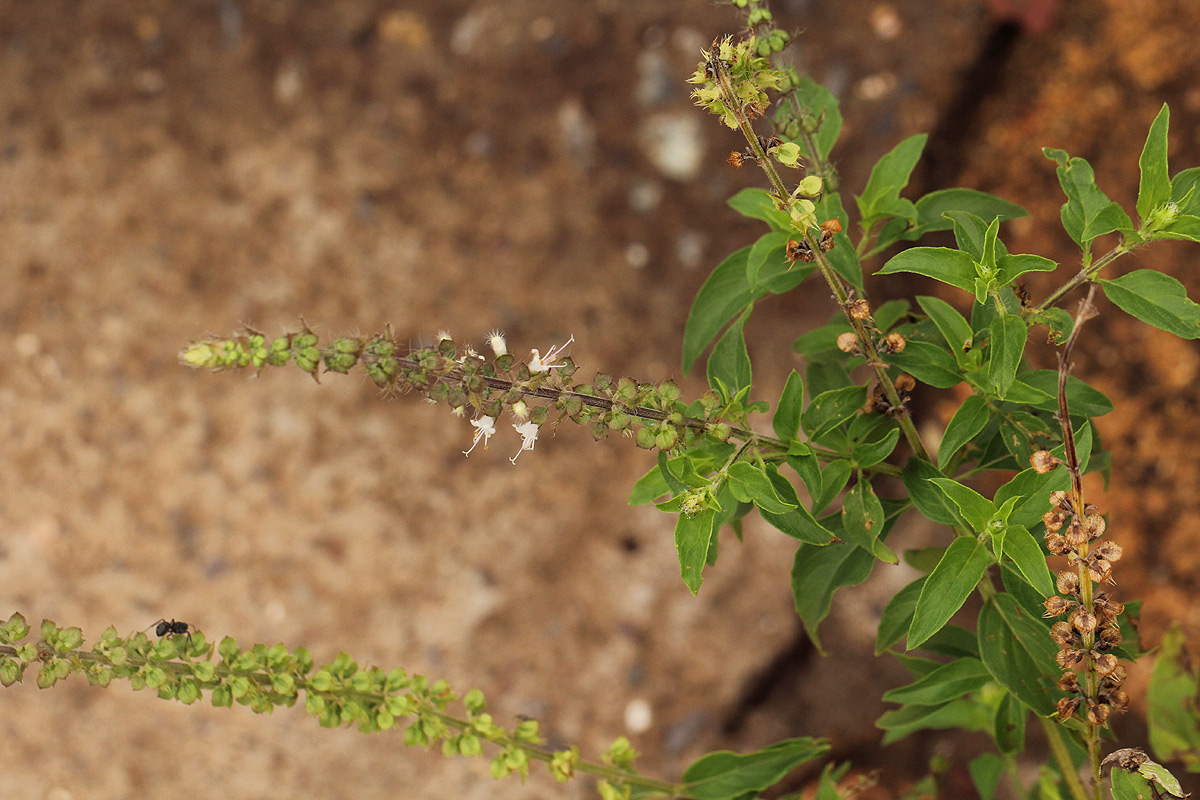 Ocimum americanum