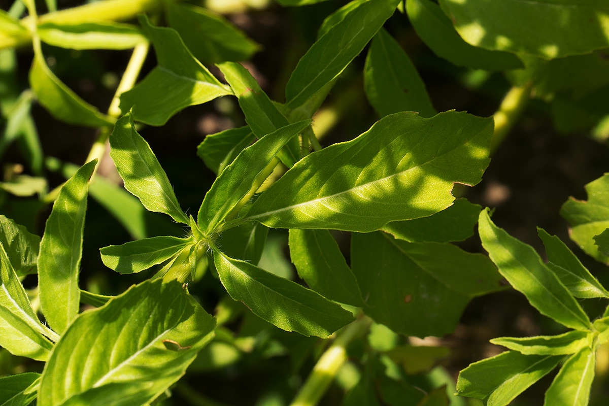 Ocimum americanum