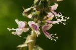 Ocimum americanum