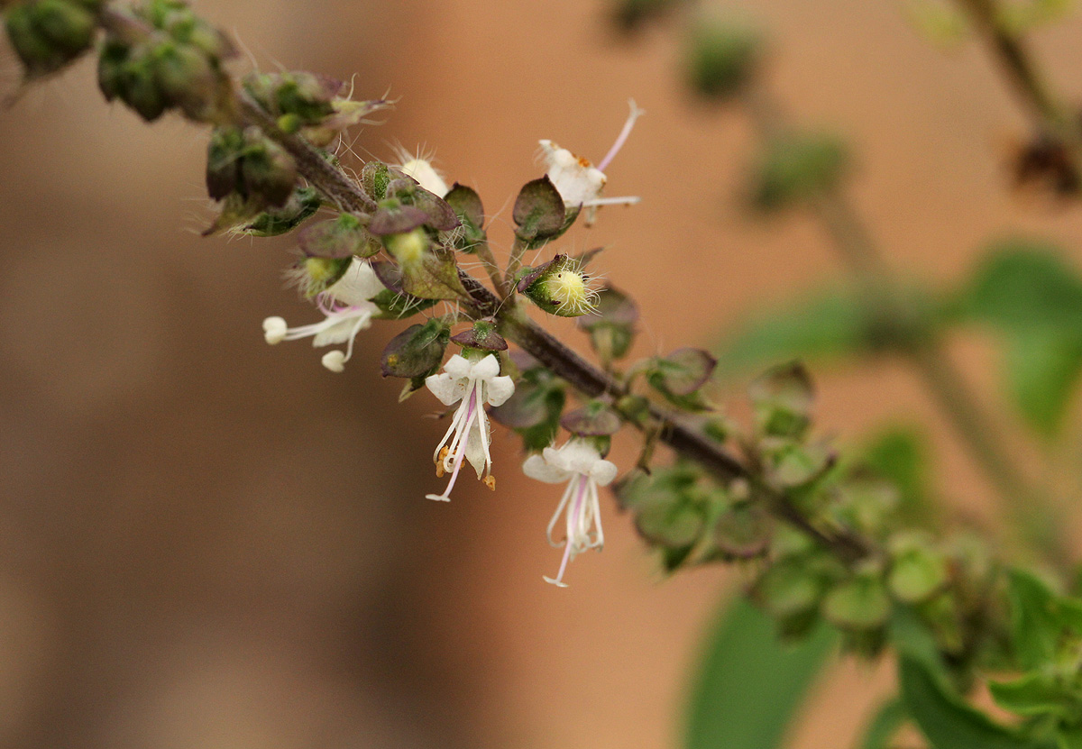 Ocimum americanum