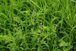 Ocimum americanum