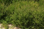 Ocimum americanum