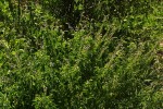 Ocimum americanum
