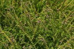 Ocimum americanum
