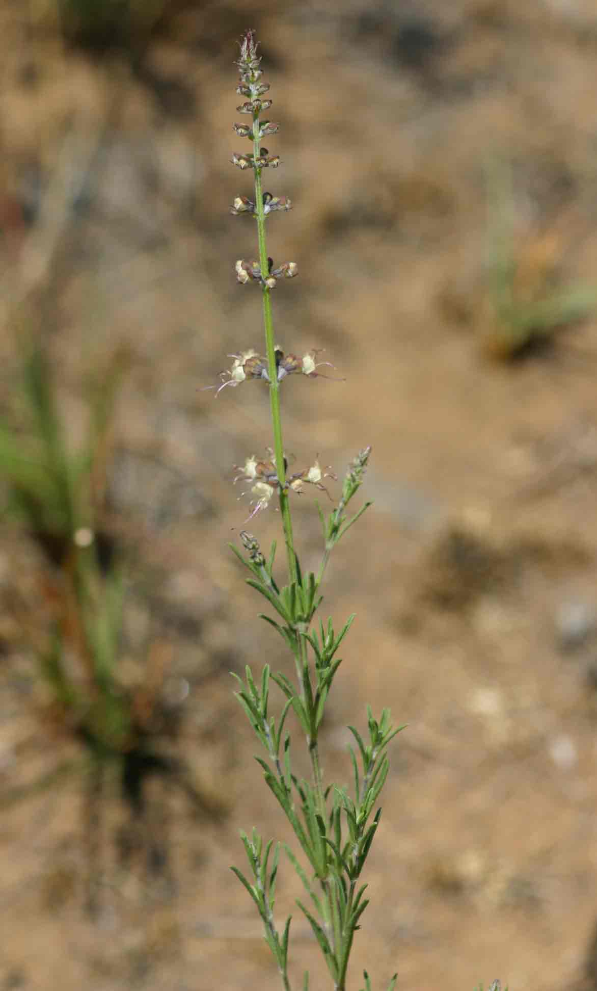 Ocimum angustifolium