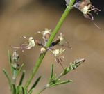 Ocimum angustifolium