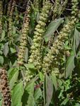 Ocimum gratissimum subsp. gratissimum var. gratissimum