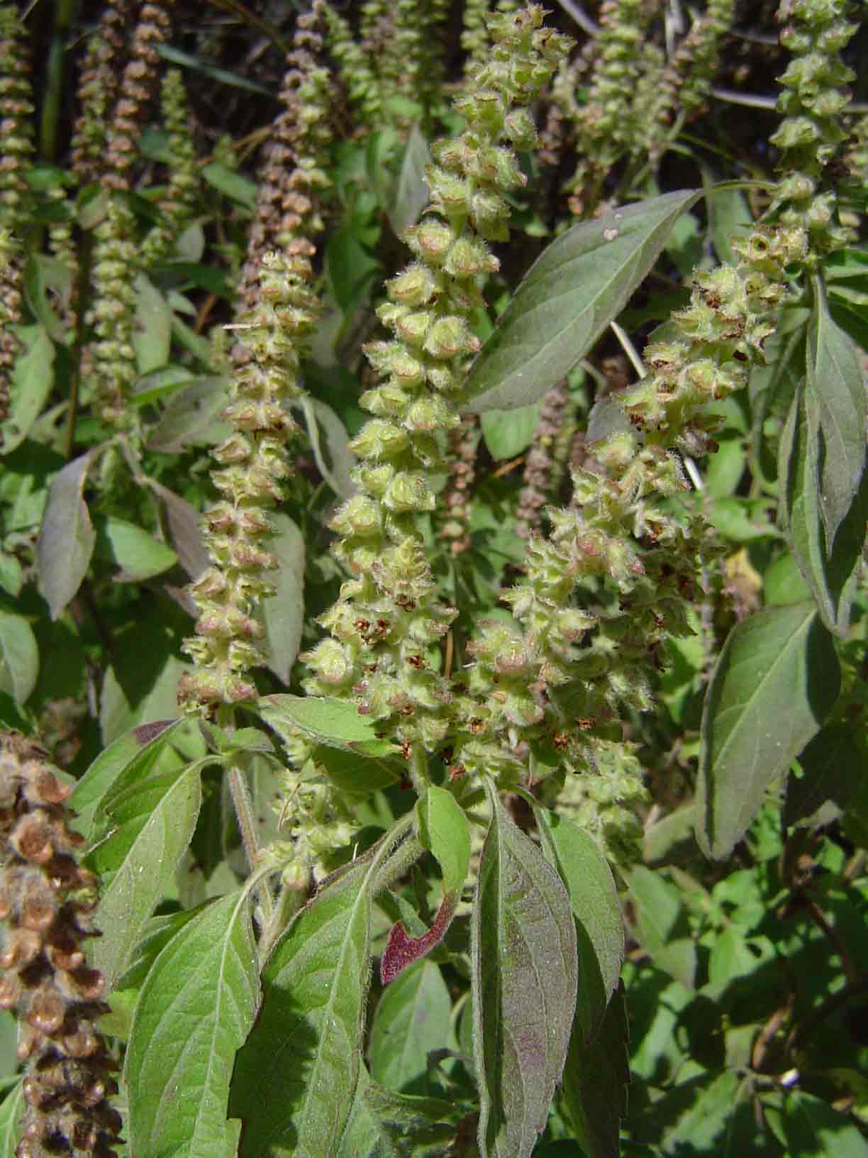 Ocimum gratissimum subsp. gratissimum var. gratissimum