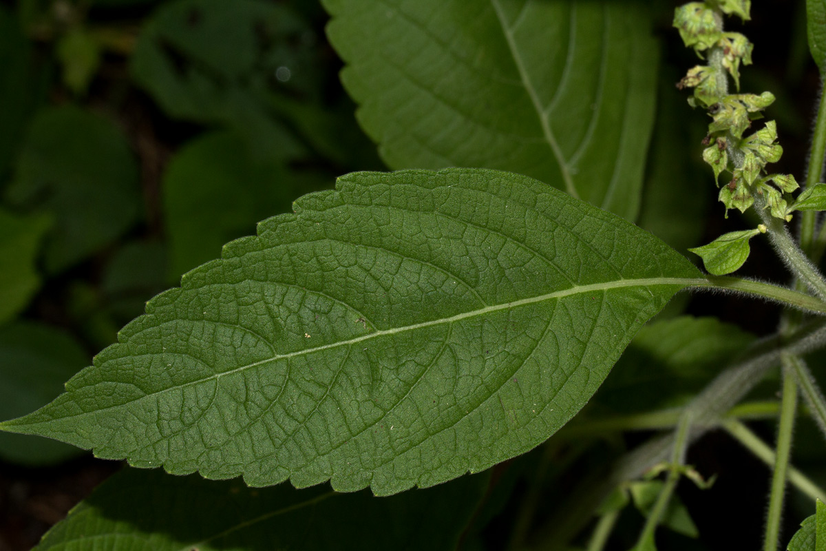 Ocimum gratissimum subsp. gratissimum var. gratissimum