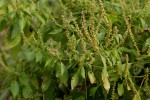 Ocimum gratissimum subsp. gratissimum var. gratissimum