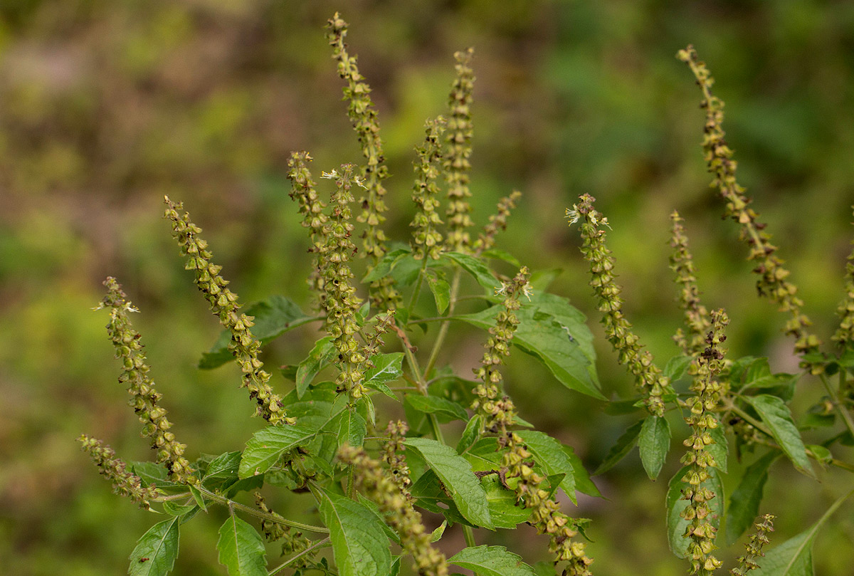 Ocimum gratissimum subsp. gratissimum var. gratissimum