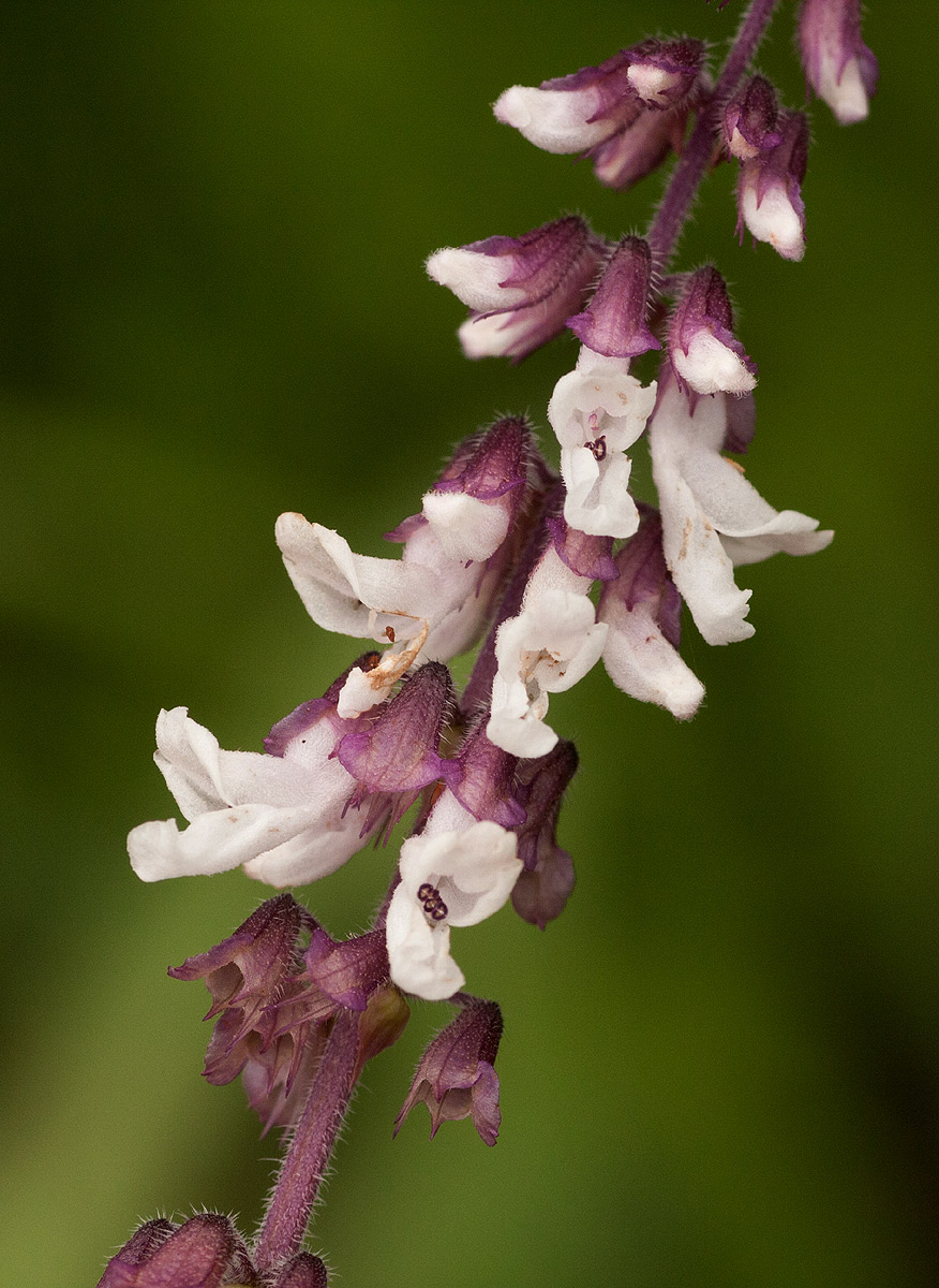 Orthosiphon schimperi
