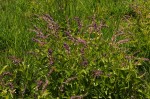 Orthosiphon schimperi
