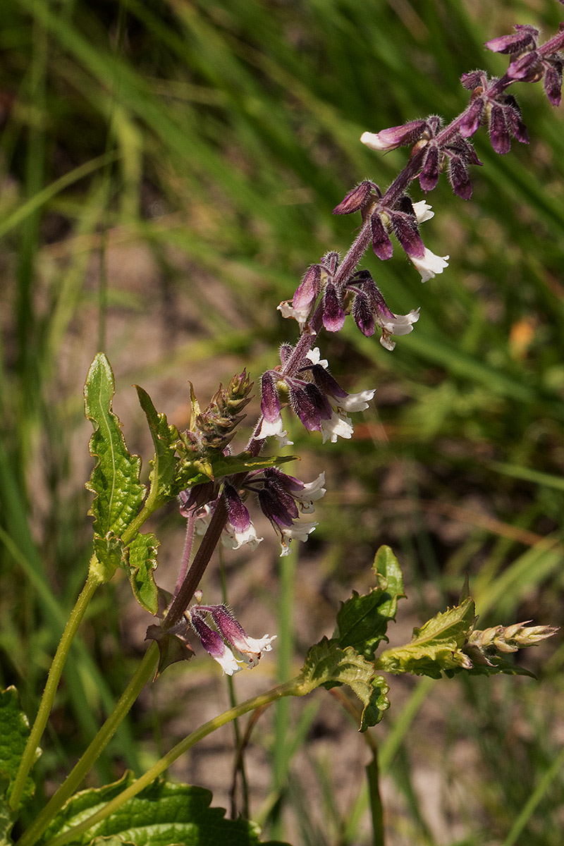 Orthosiphon schimperi