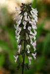 Orthosiphon thymiflorus