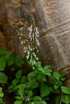 Orthosiphon thymiflorus