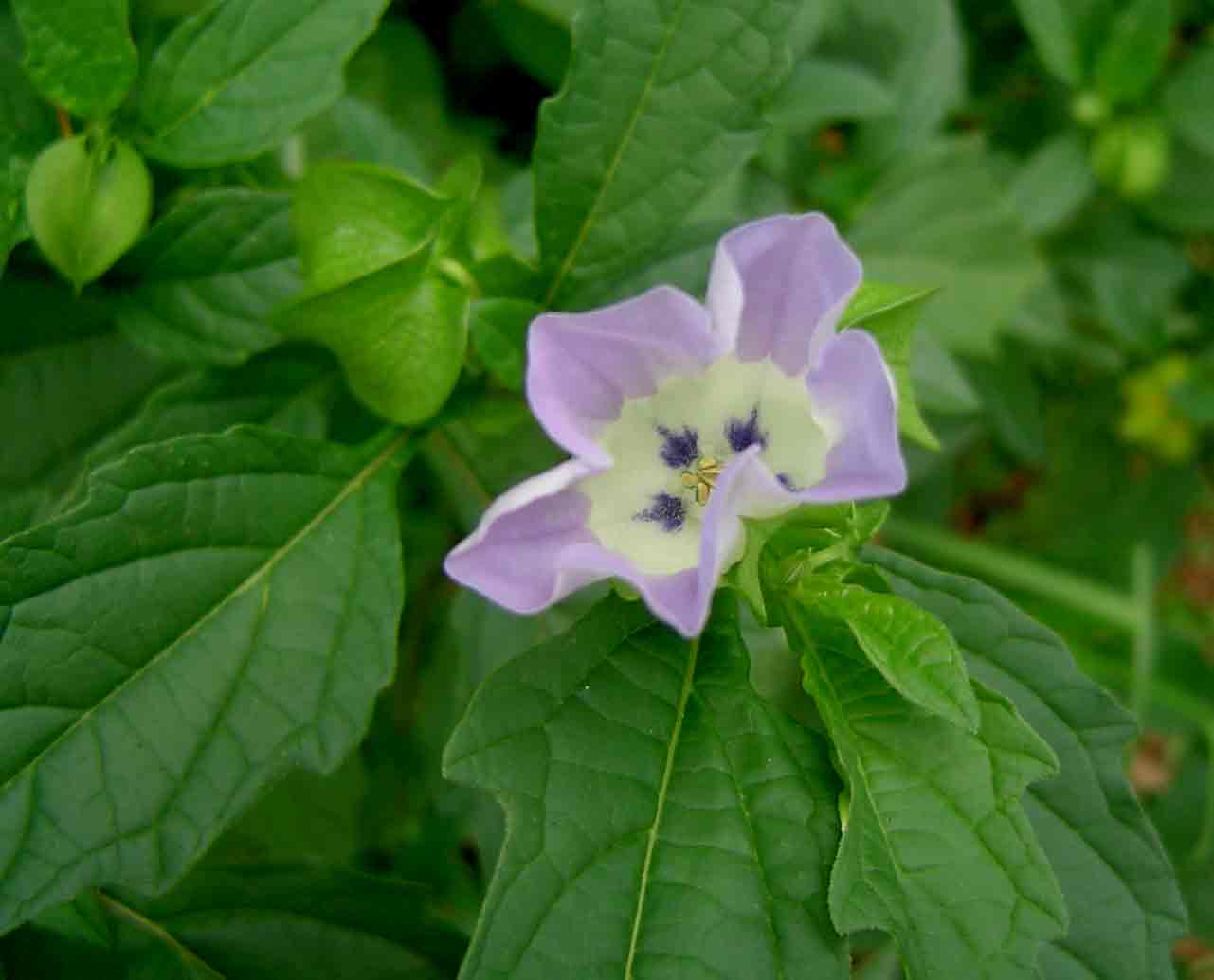 Nicandra physalodes Nicandra physalodes