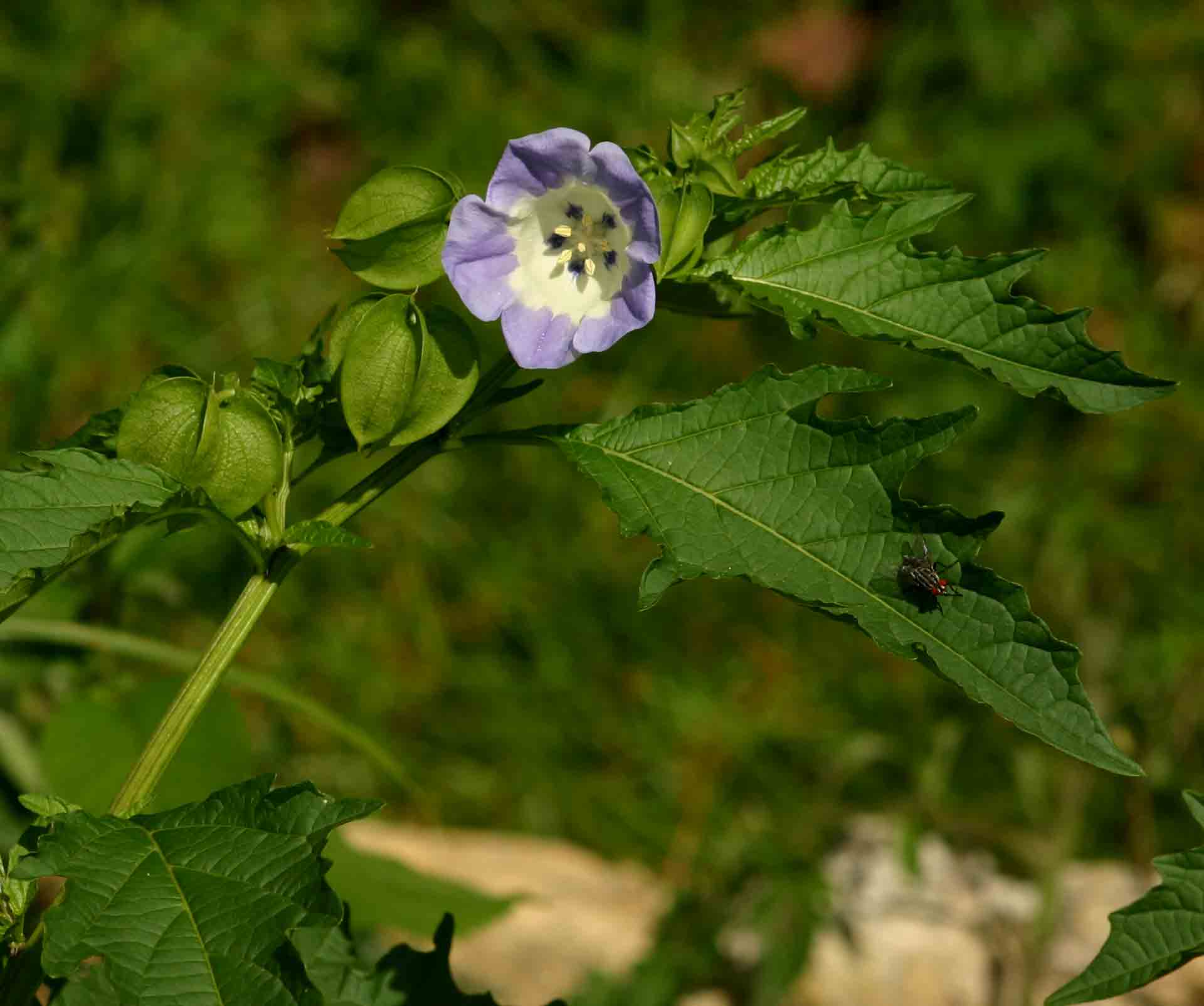 Nicandra physalodes Nicandra physalodes