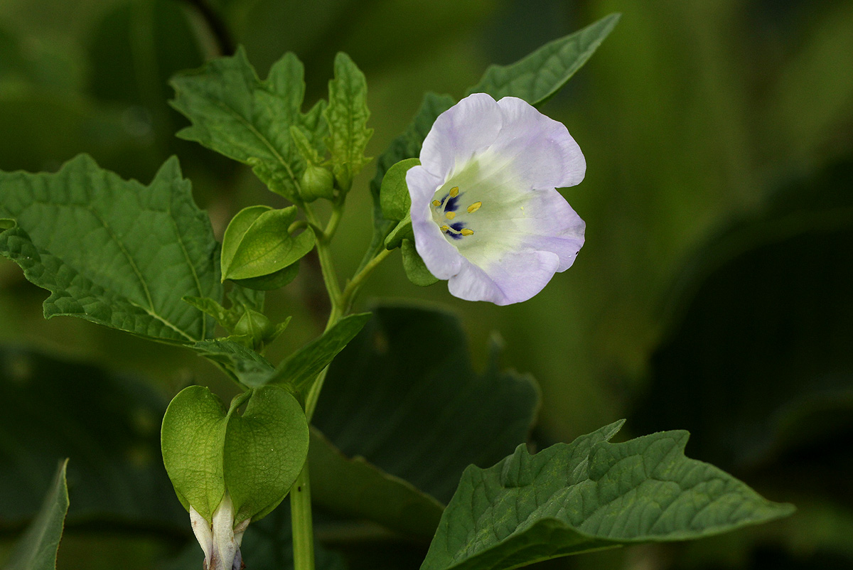 Nicandra physalodes Nicandra physalodes