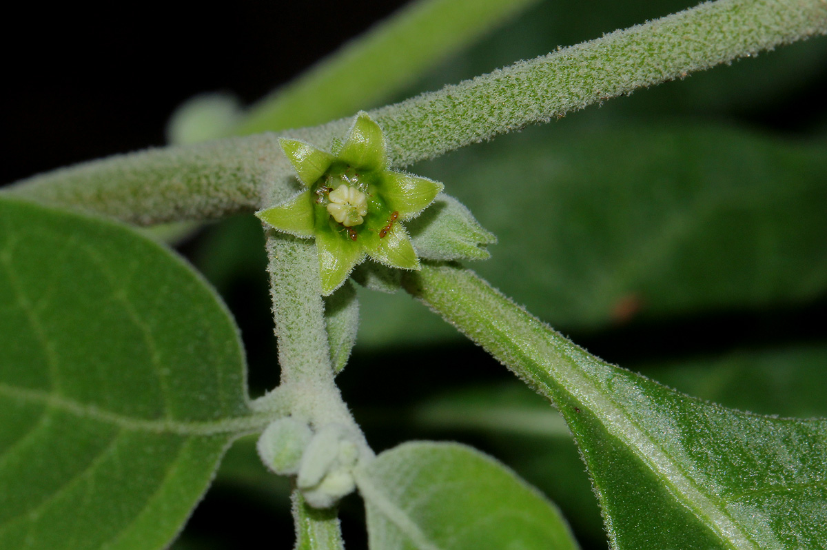 Withania somnifera Withania somnifera