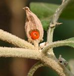 Withania somnifera