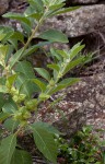 Withania somnifera