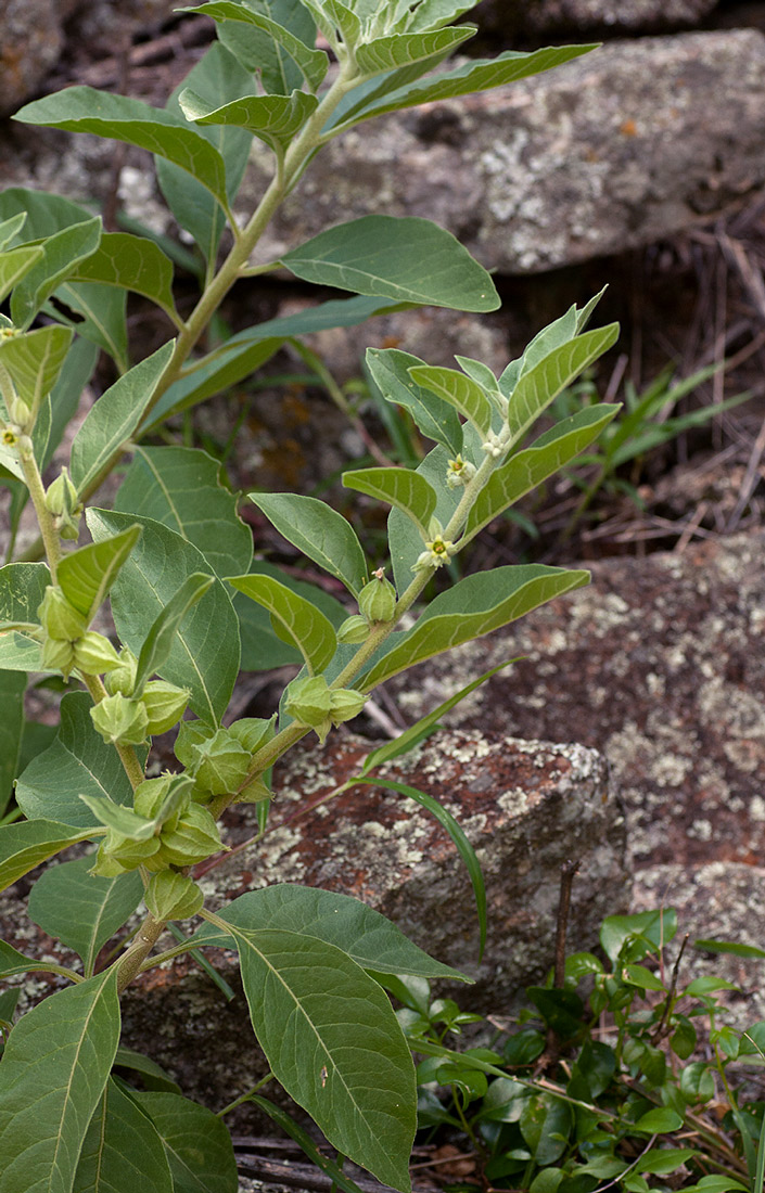Withania somnifera Withania somnifera