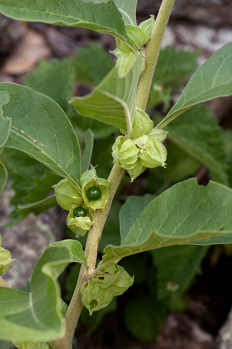 Withania somnifera Withania somnifera