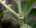 Withania somnifera