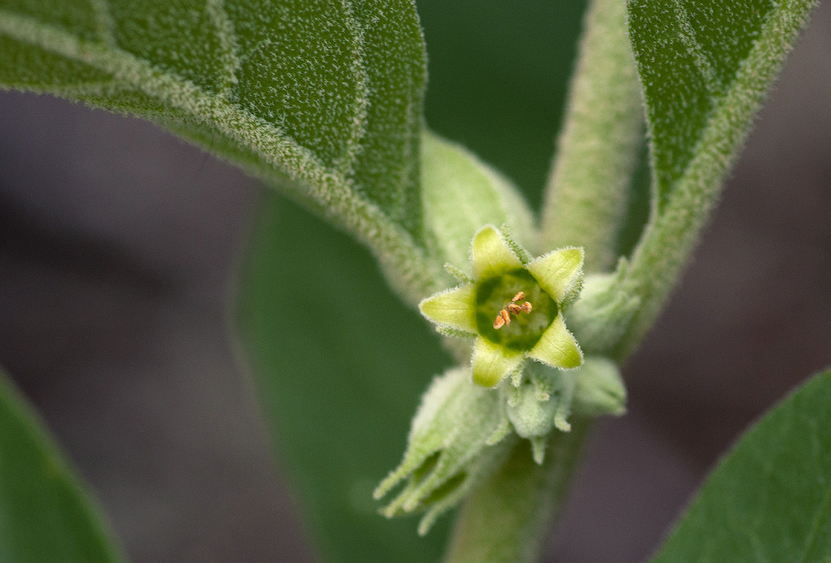 Withania somnifera Withania somnifera