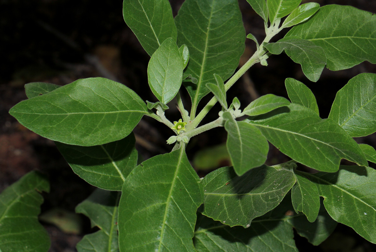 Withania somnifera Withania somnifera