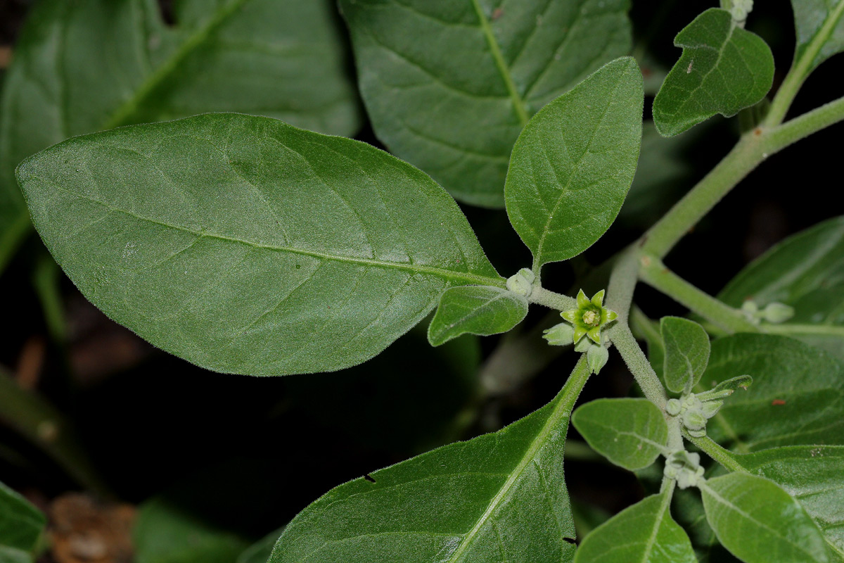 Withania somnifera Withania somnifera