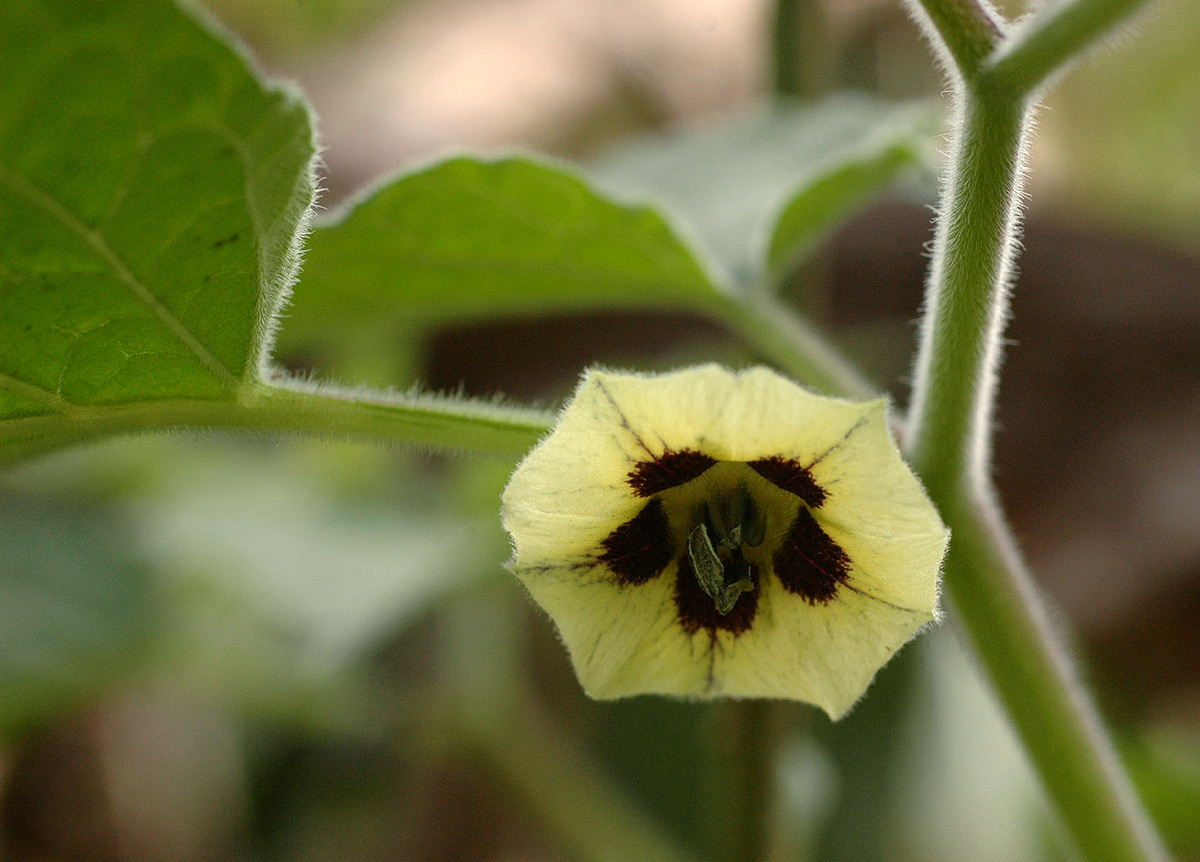 Physalis peruviana Physalis peruviana