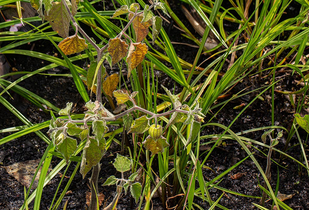 Physalis peruviana Physalis peruviana