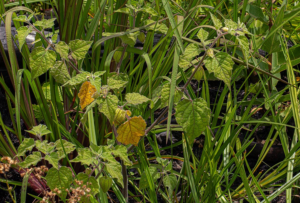 Physalis peruviana Physalis peruviana