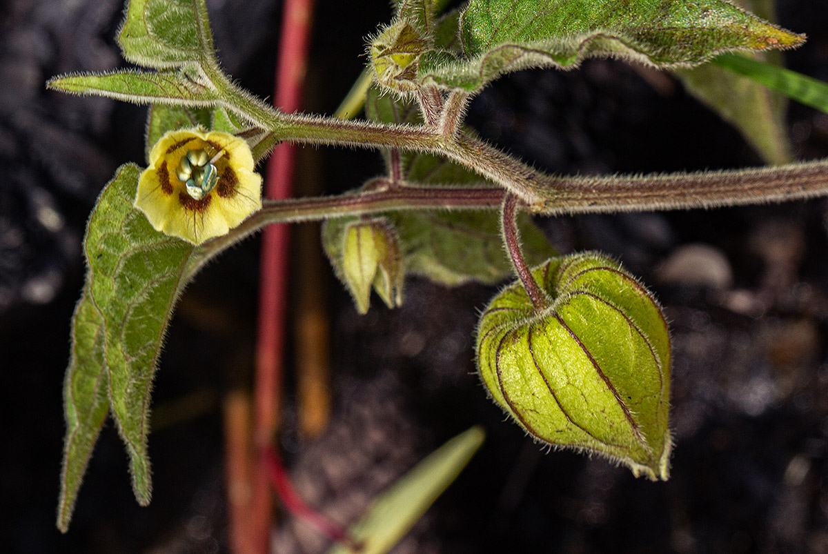 Physalis peruviana Physalis peruviana