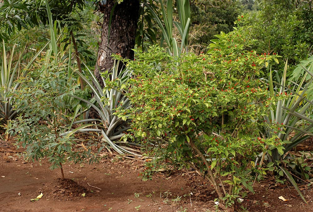 Capsicum frutescens Capsicum frutescens