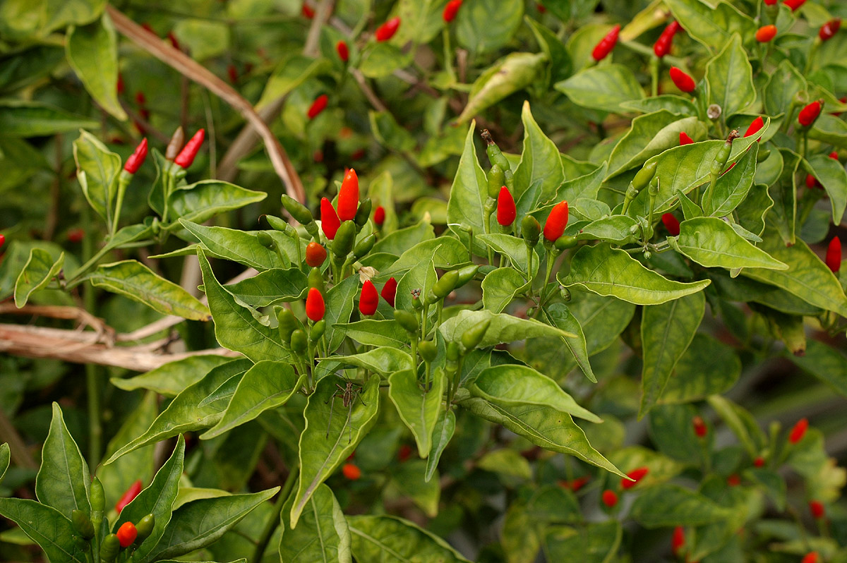Capsicum frutescens Capsicum frutescens